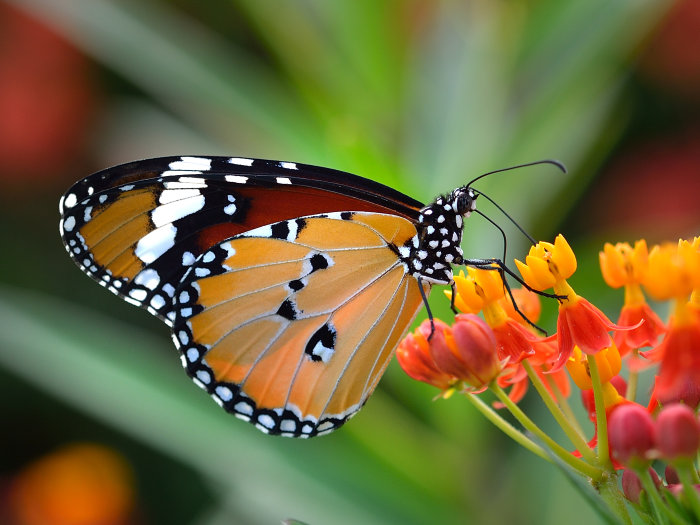 Depression and Low Mood