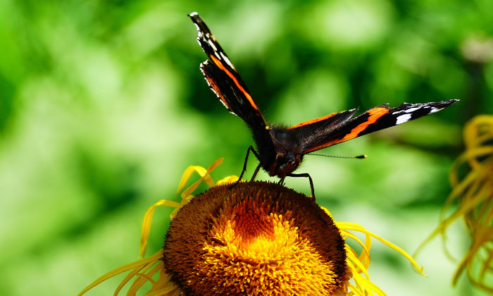 Relationship and Couples Counselling